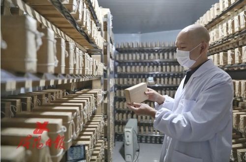 搶抓陜茶振興機遇 咸陽茯茶“鏈”動產業興